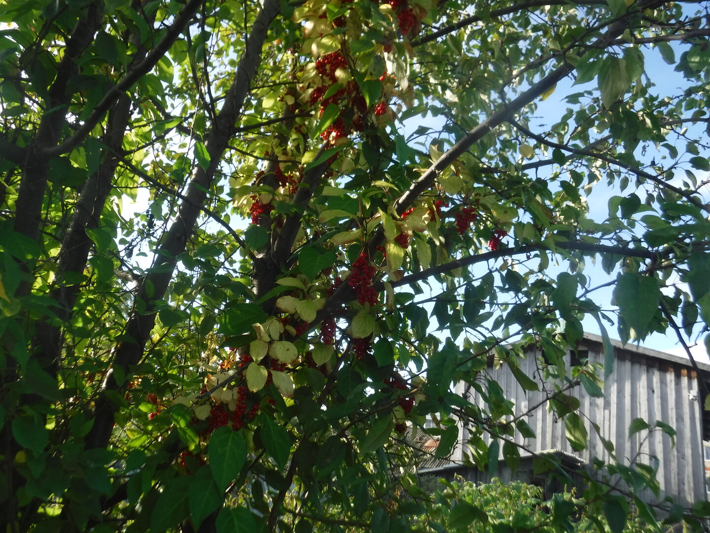 DSCF2263.JPG