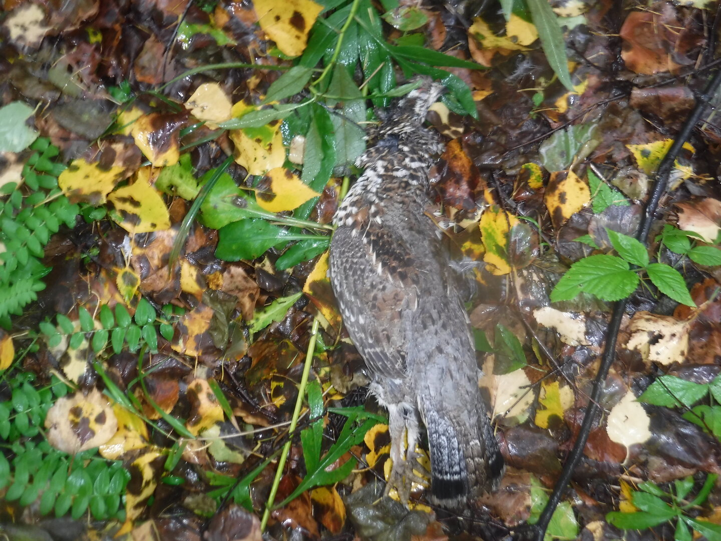DSCF2292.JPG