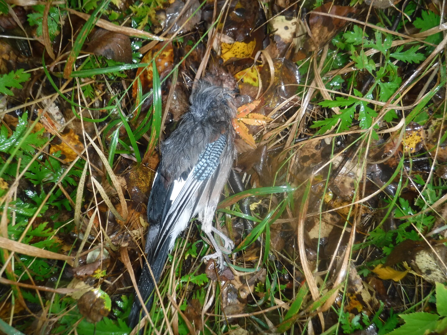 DSCF2293.JPG