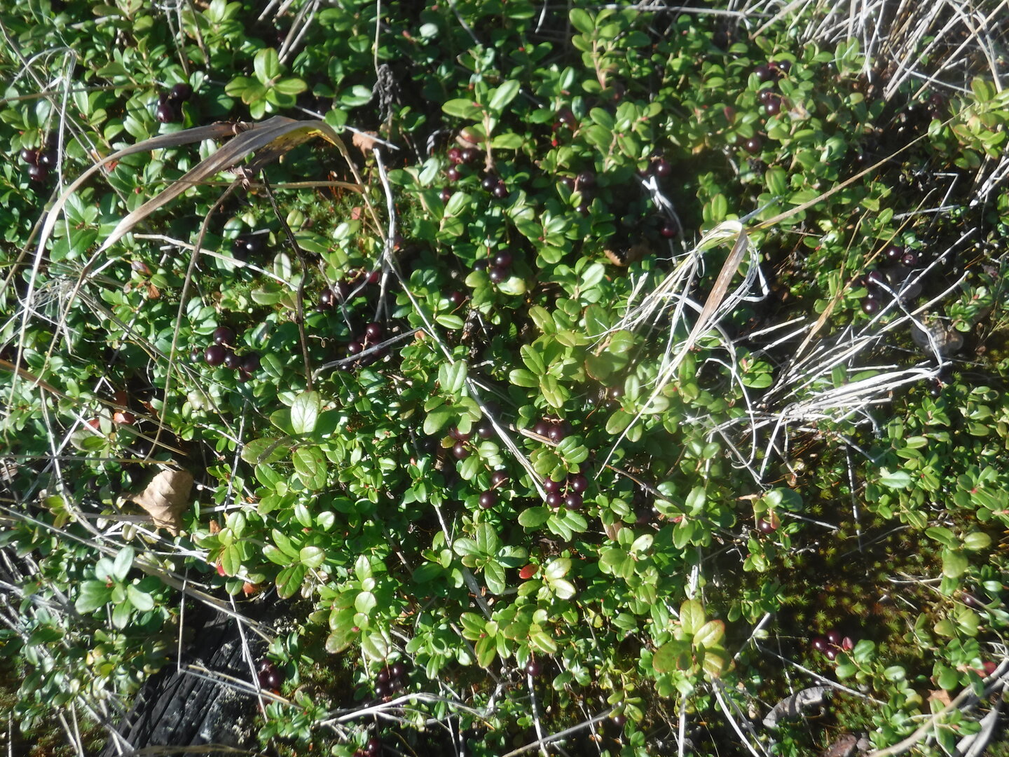 DSCF2294.JPG