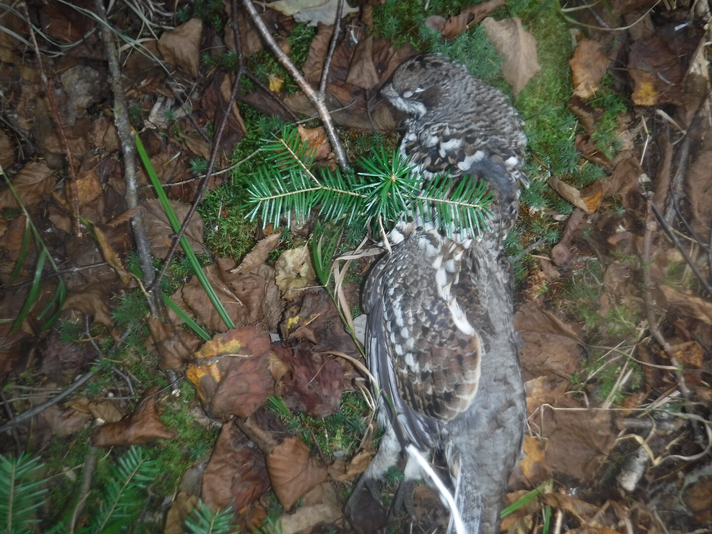 DSCF2321.JPG