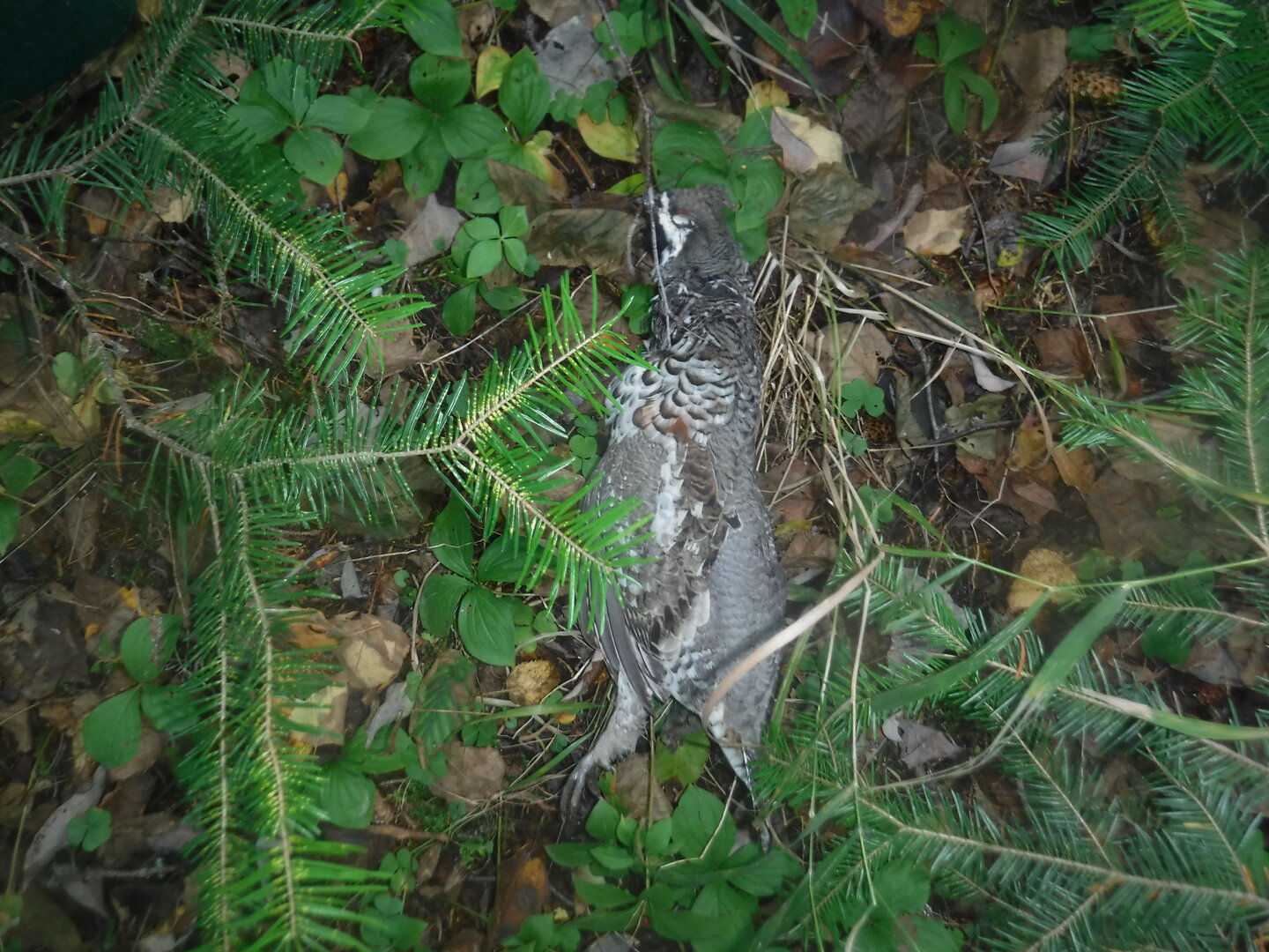 DSCF2322.JPG