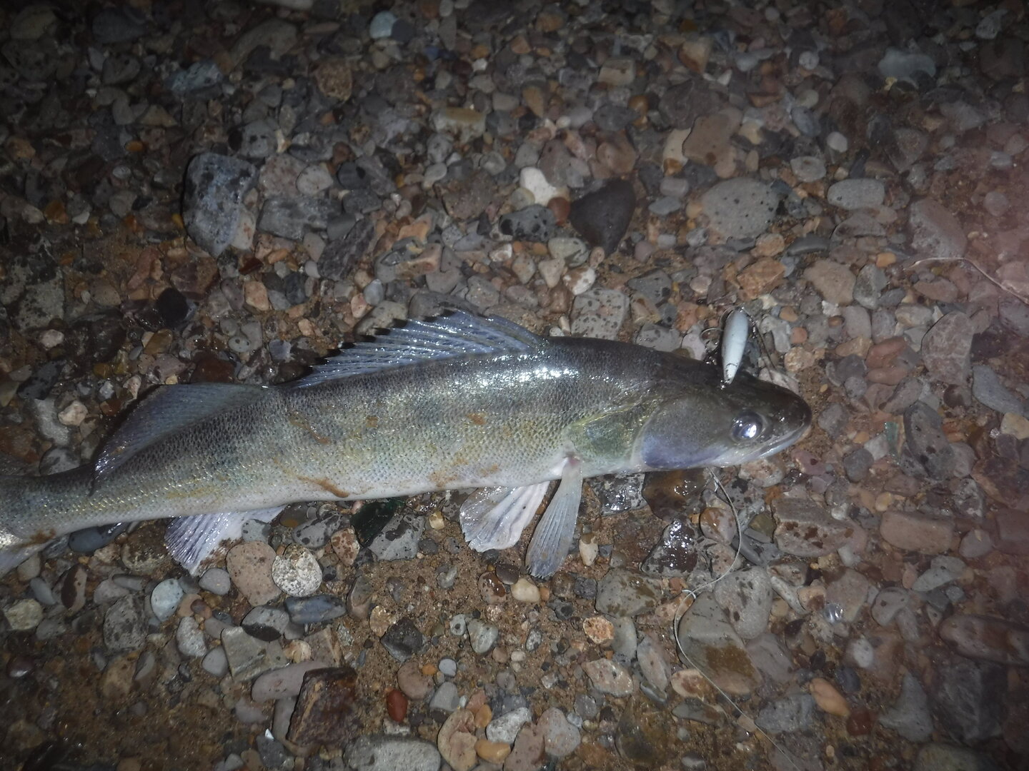 DSCF2334.JPG