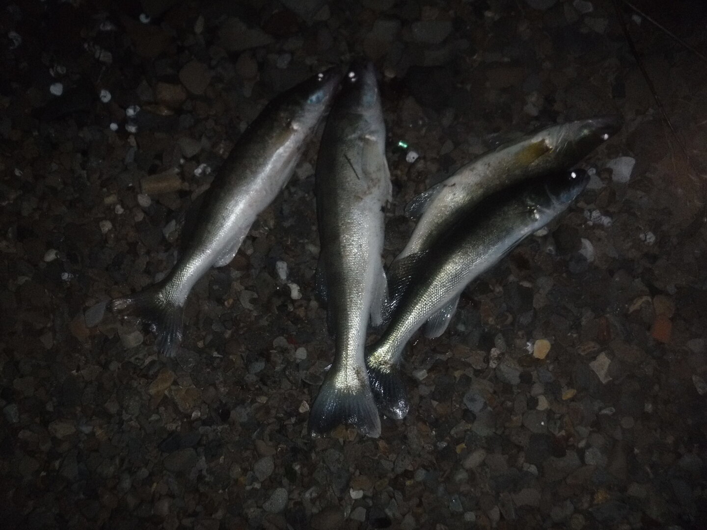 DSCF2338.JPG
