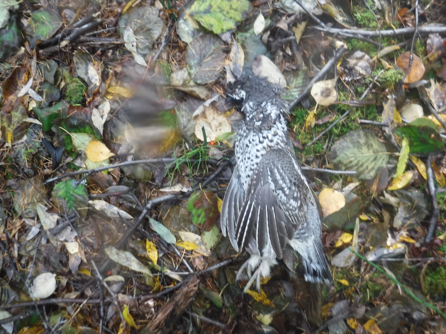 DSCF2340.JPG