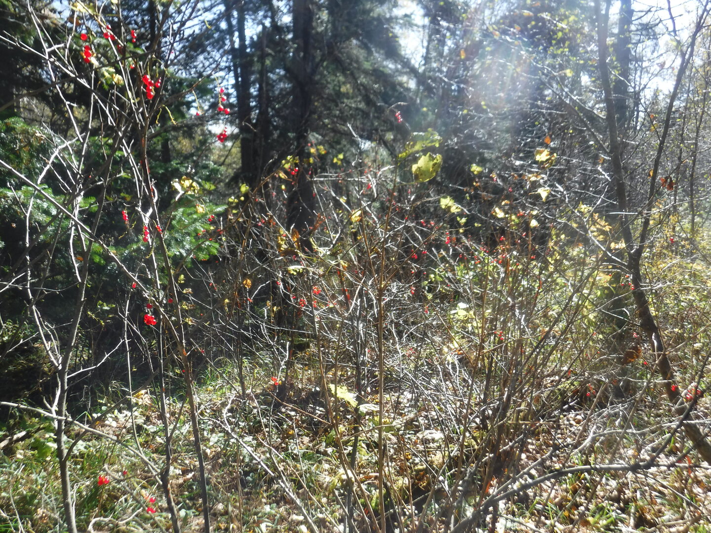 DSCF2344.JPG
