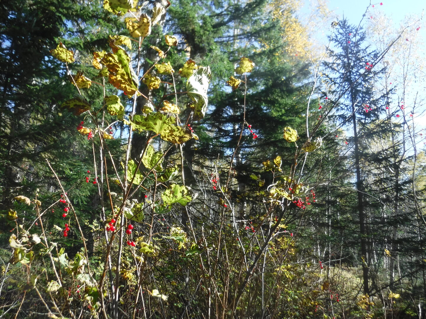DSCF2345.JPG