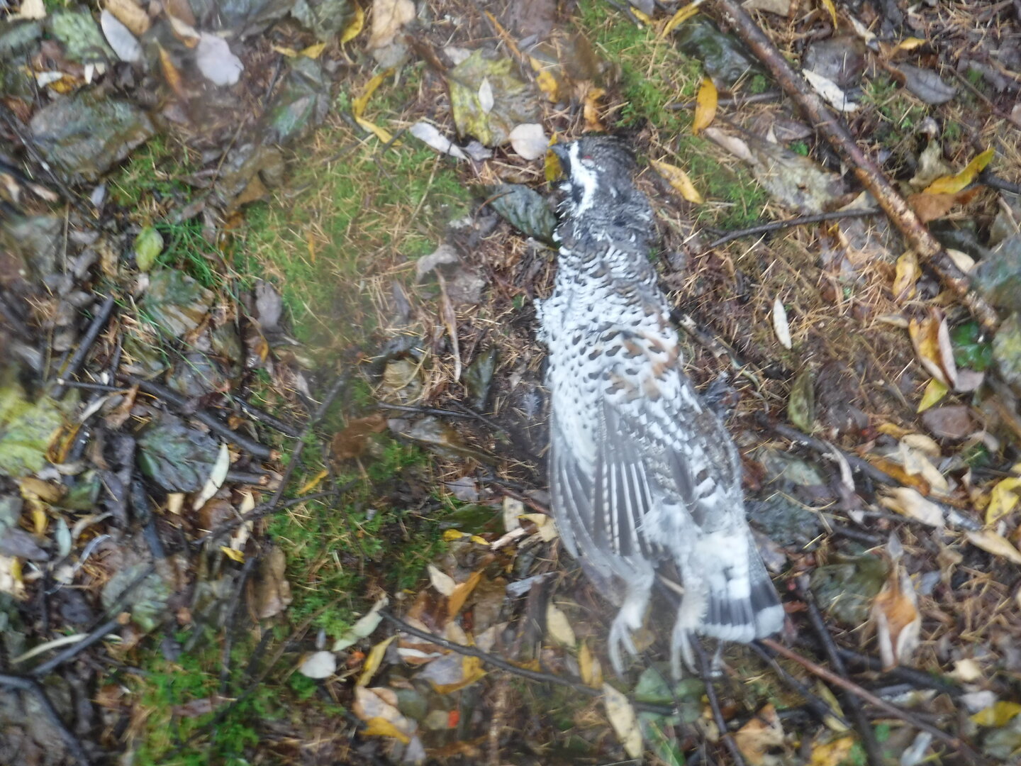DSCF2346.JPG