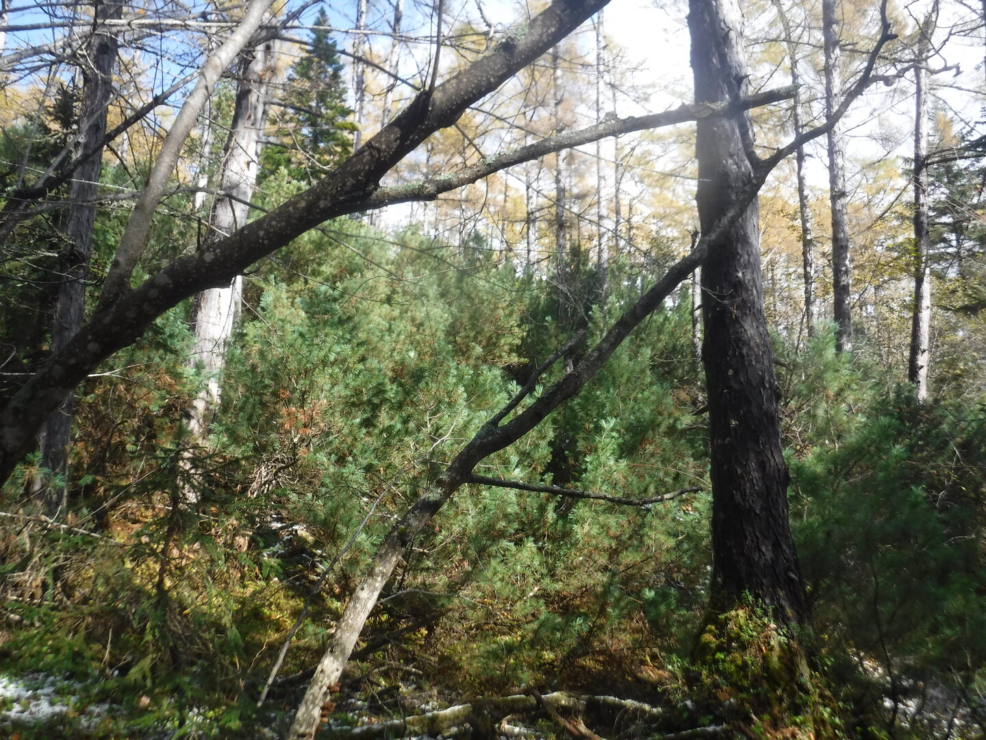 DSCF2368.JPG