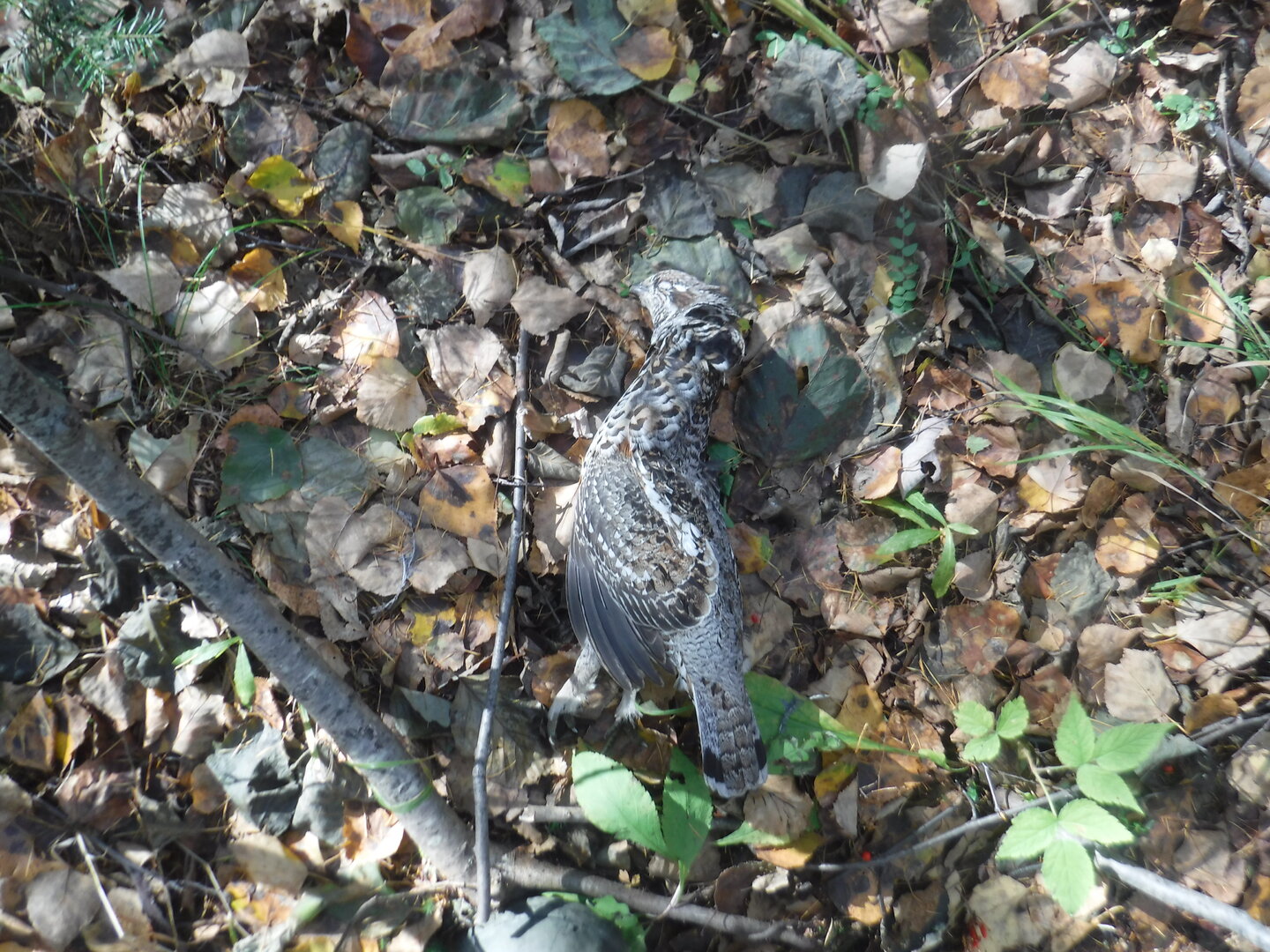 DSCF2399.JPG
