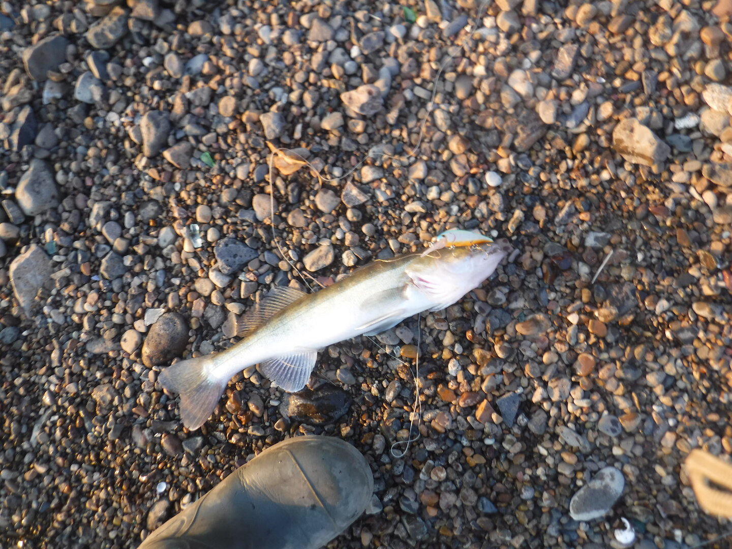 DSCF2406.JPG