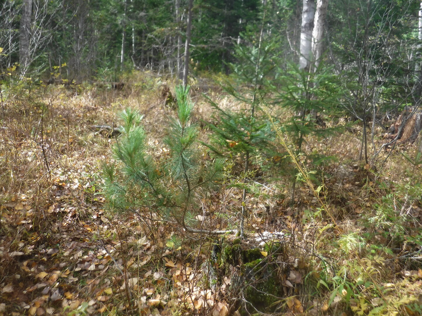 DSCF2432.JPG