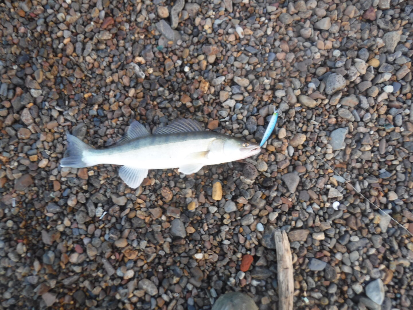 DSCF2438.JPG