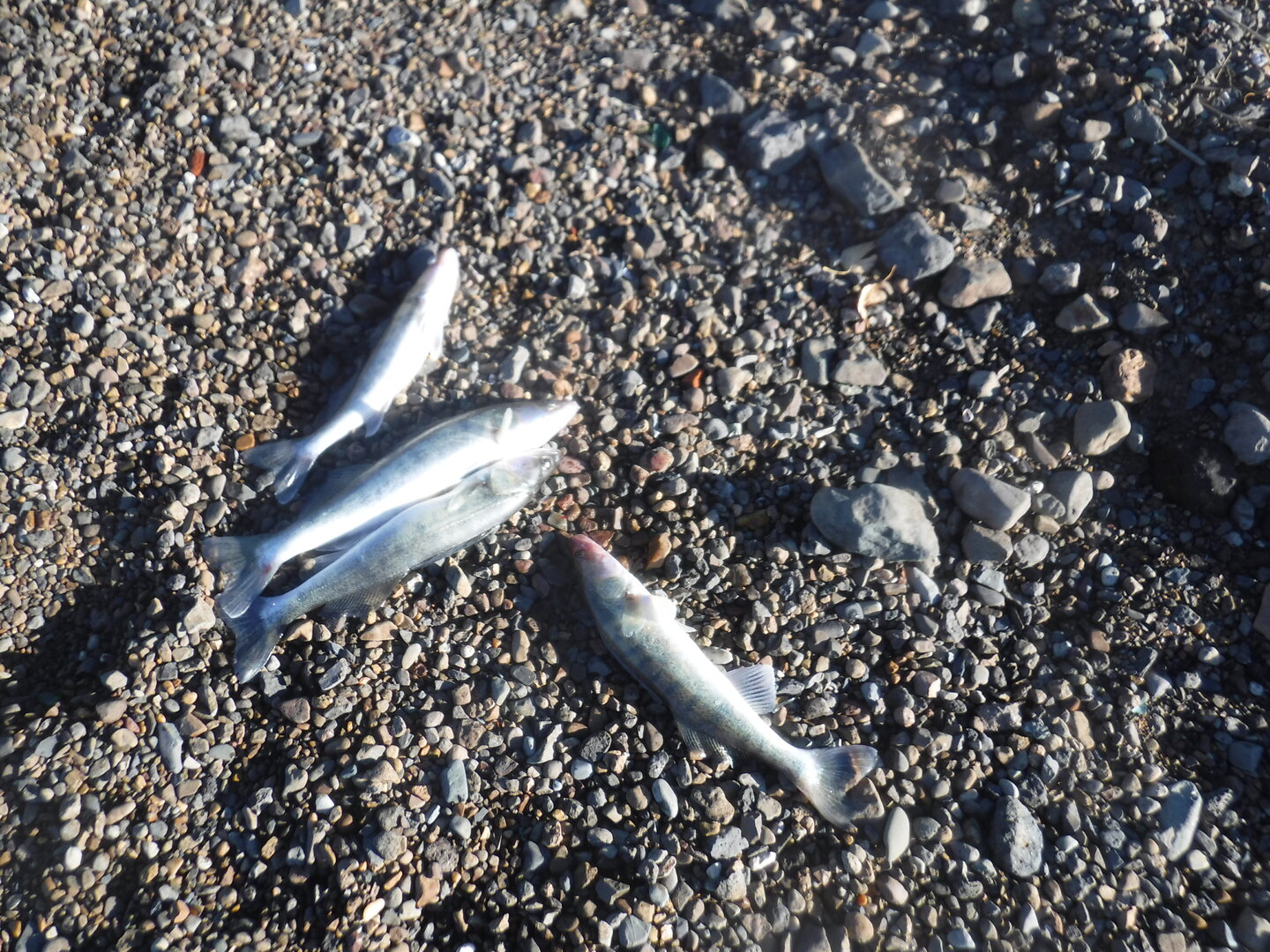 DSCF2443.JPG