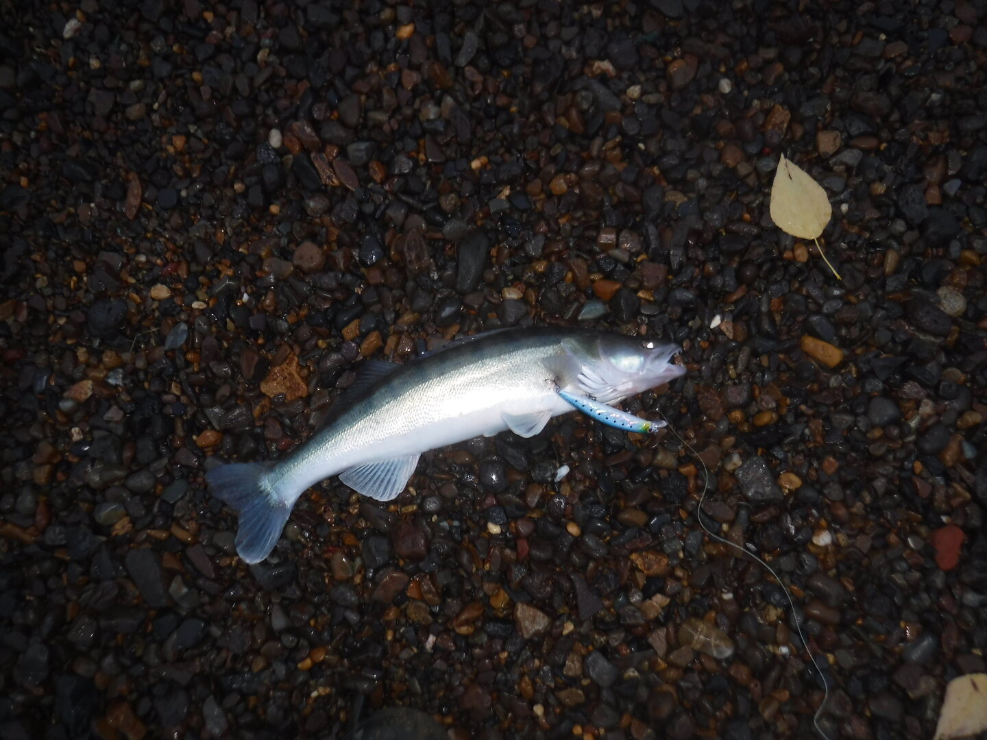DSCF2446.JPG