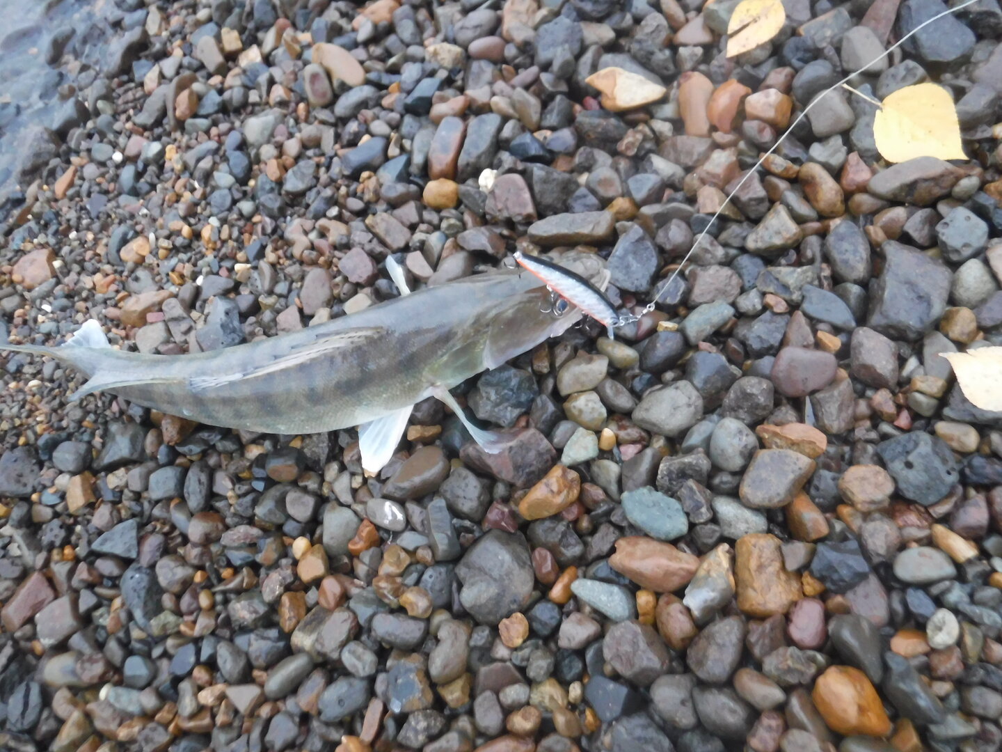 DSCF2449.JPG