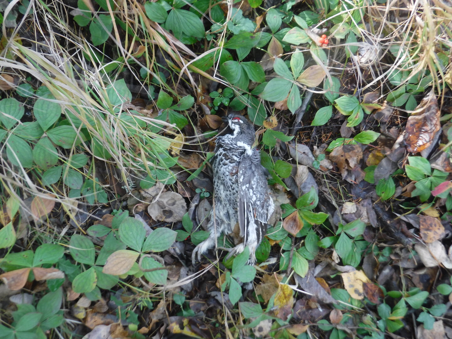 DSCF2463.JPG