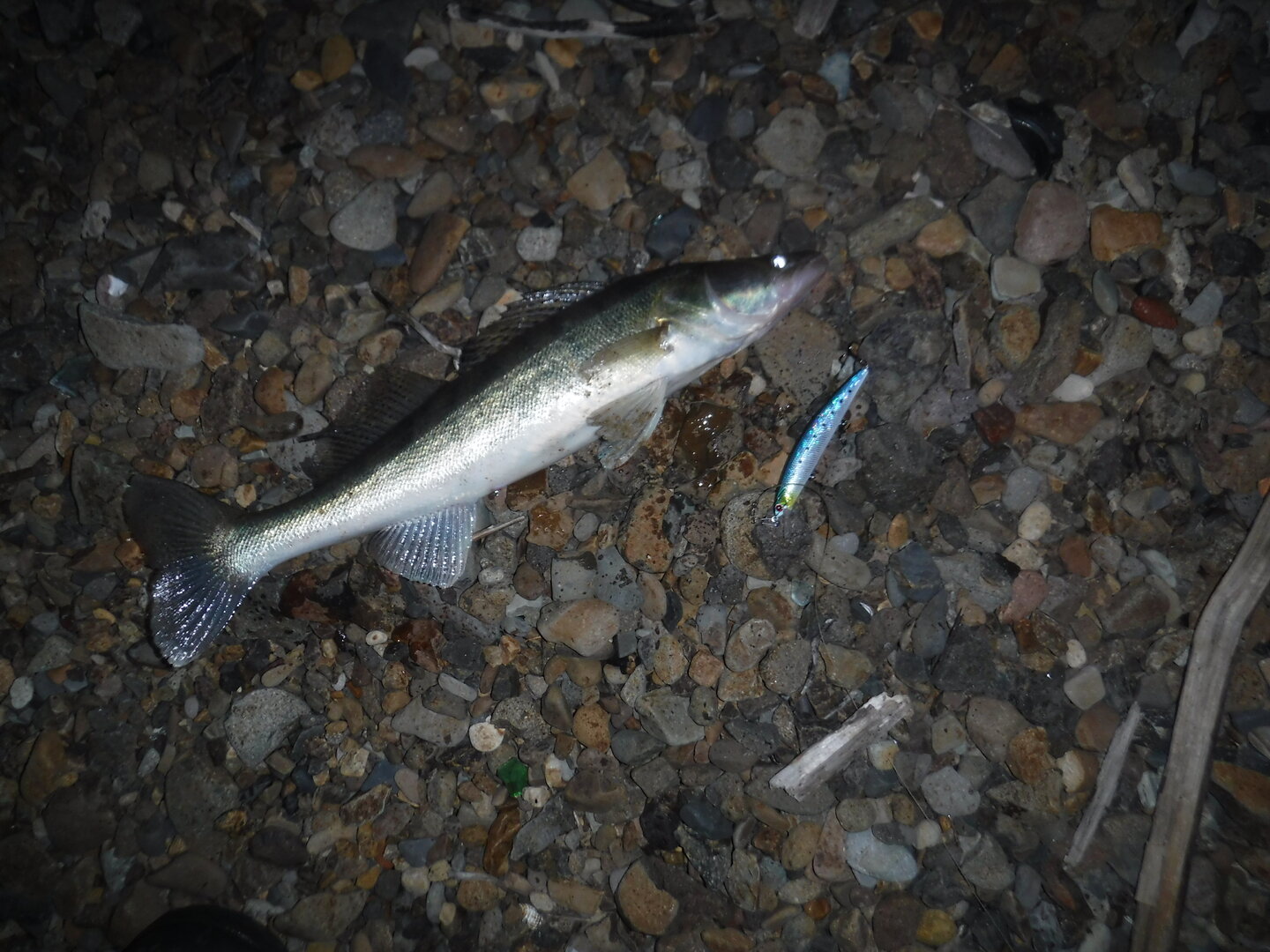 DSCF2470.JPG