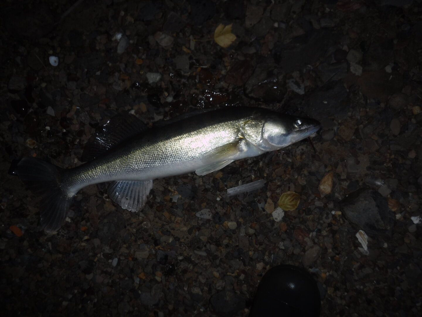 DSCF2472.JPG