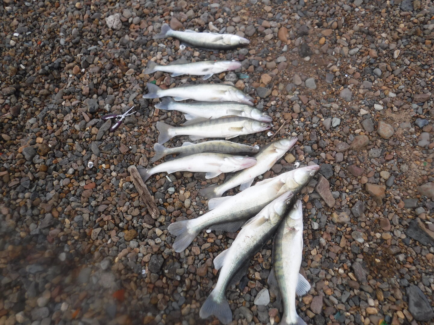 DSCF2476.JPG