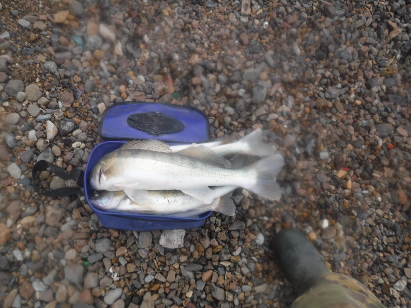 DSCF2478.JPG
