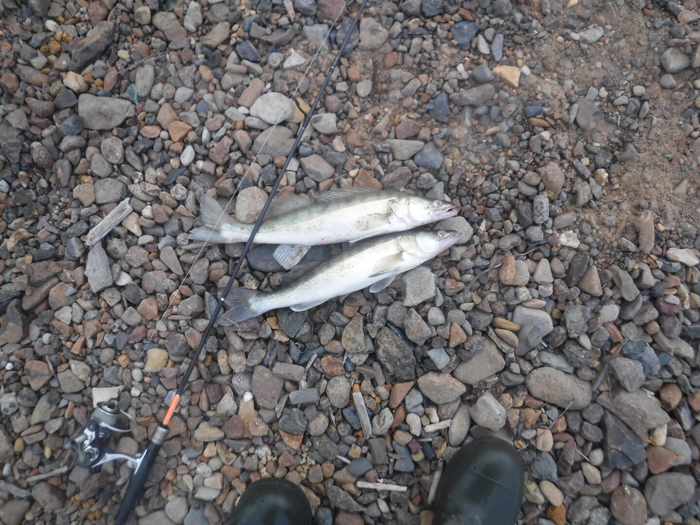 DSCF2485.JPG