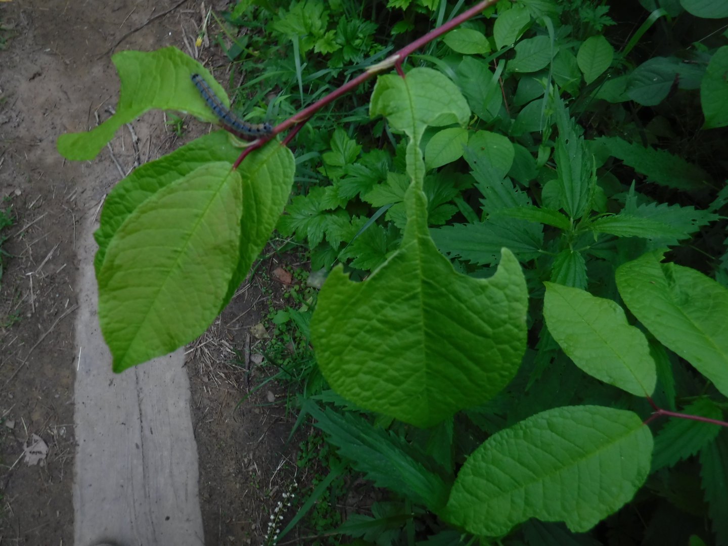 DSCF3015.JPG
