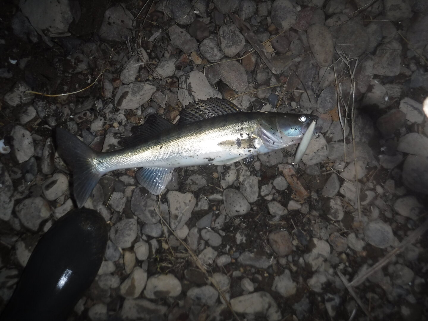 DSCF3043.JPG