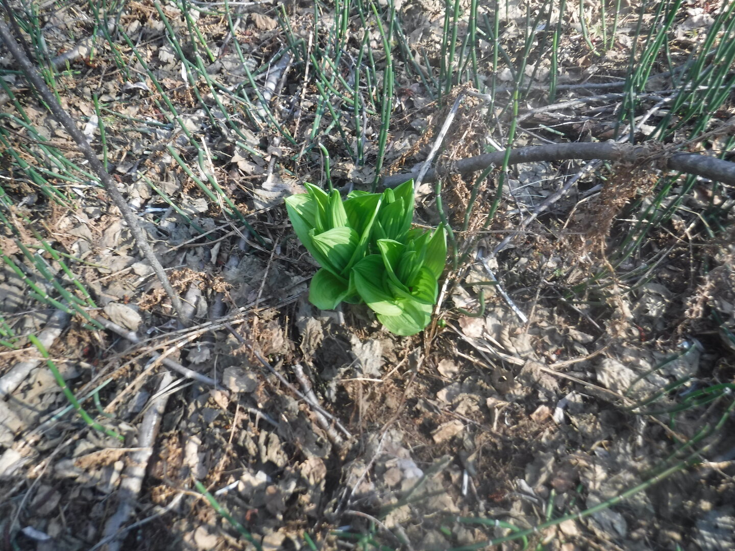 DSCF3071.JPG