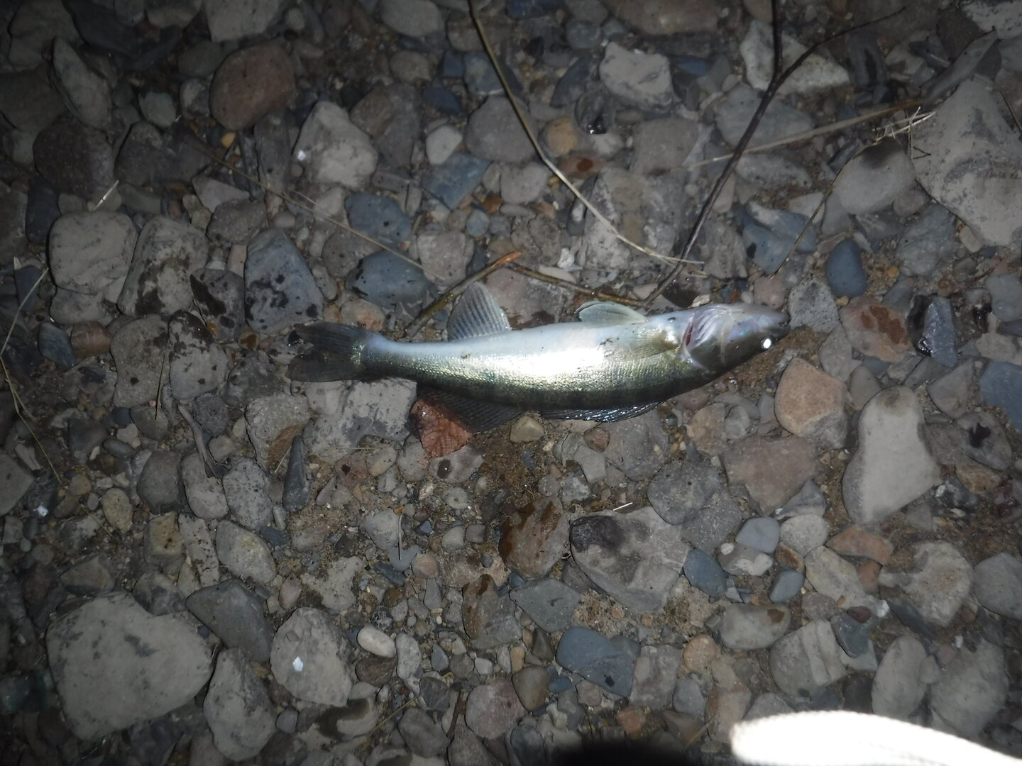 DSCF3086.JPG