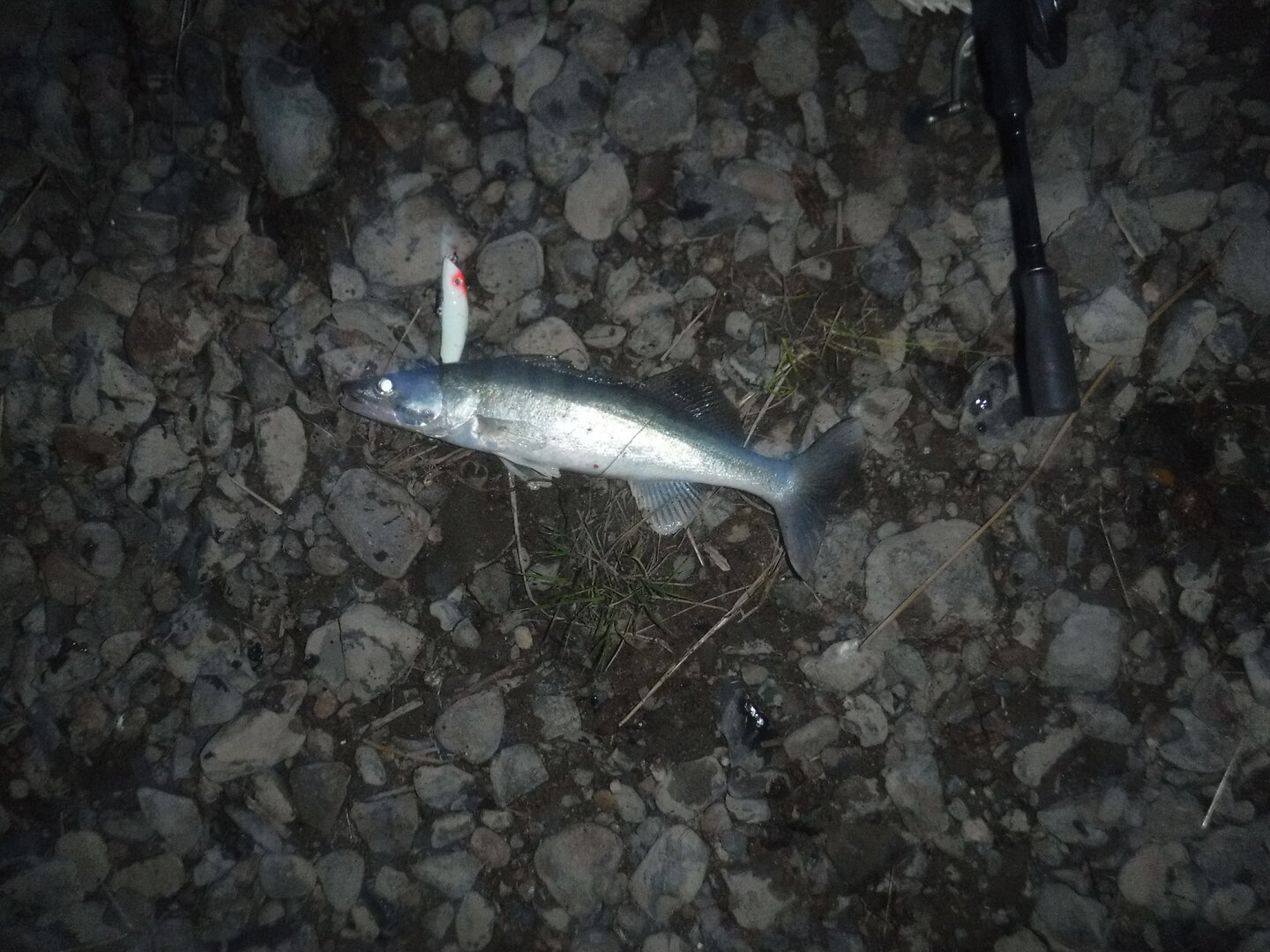 DSCF3095.JPG
