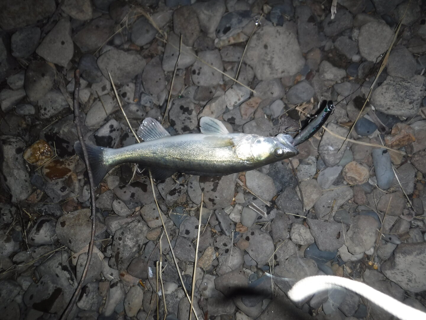 DSCF3115.JPG