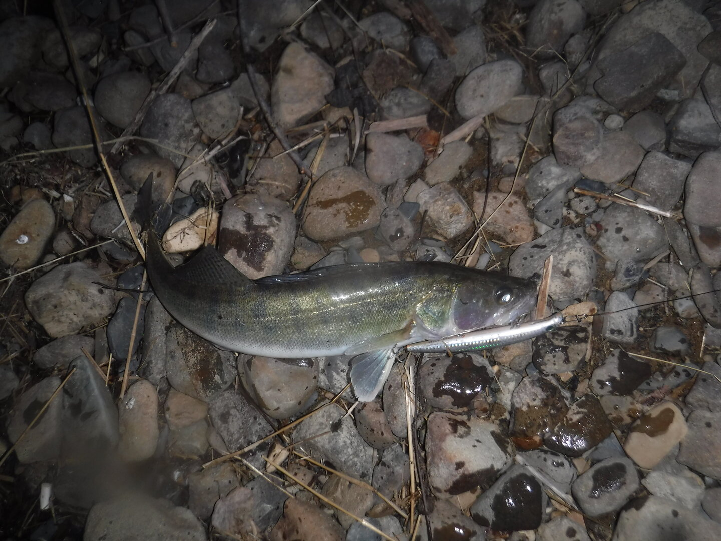 DSCF3123.JPG