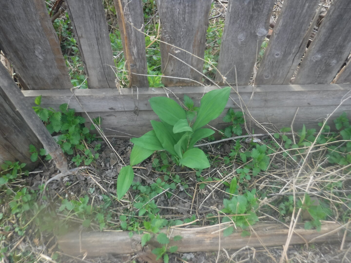 DSCF3138.JPG