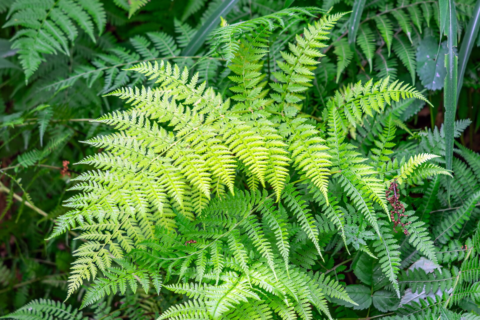 DSCF3139.jpg