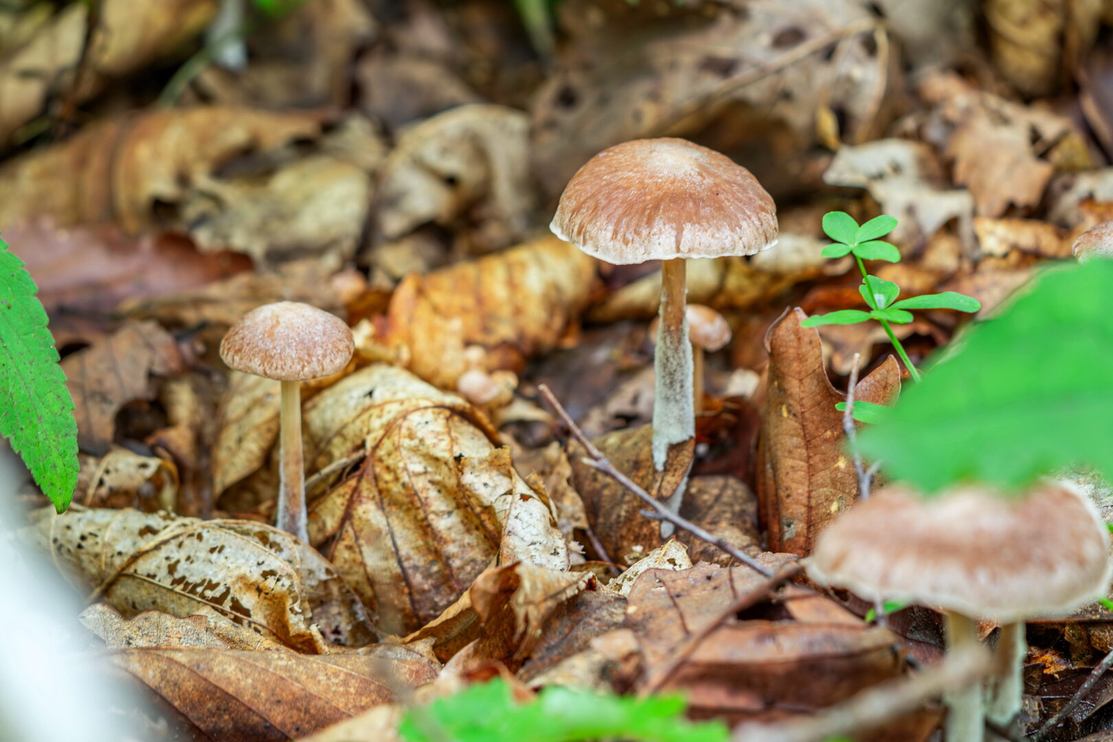 DSCF3147.jpg