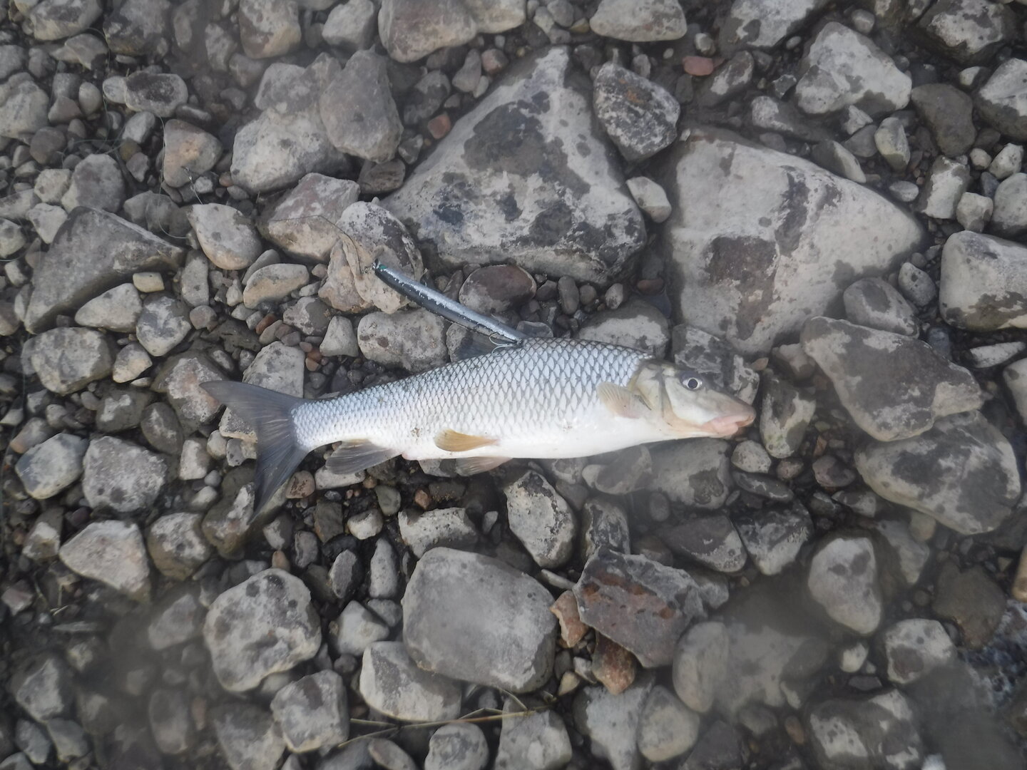 DSCF3154.JPG
