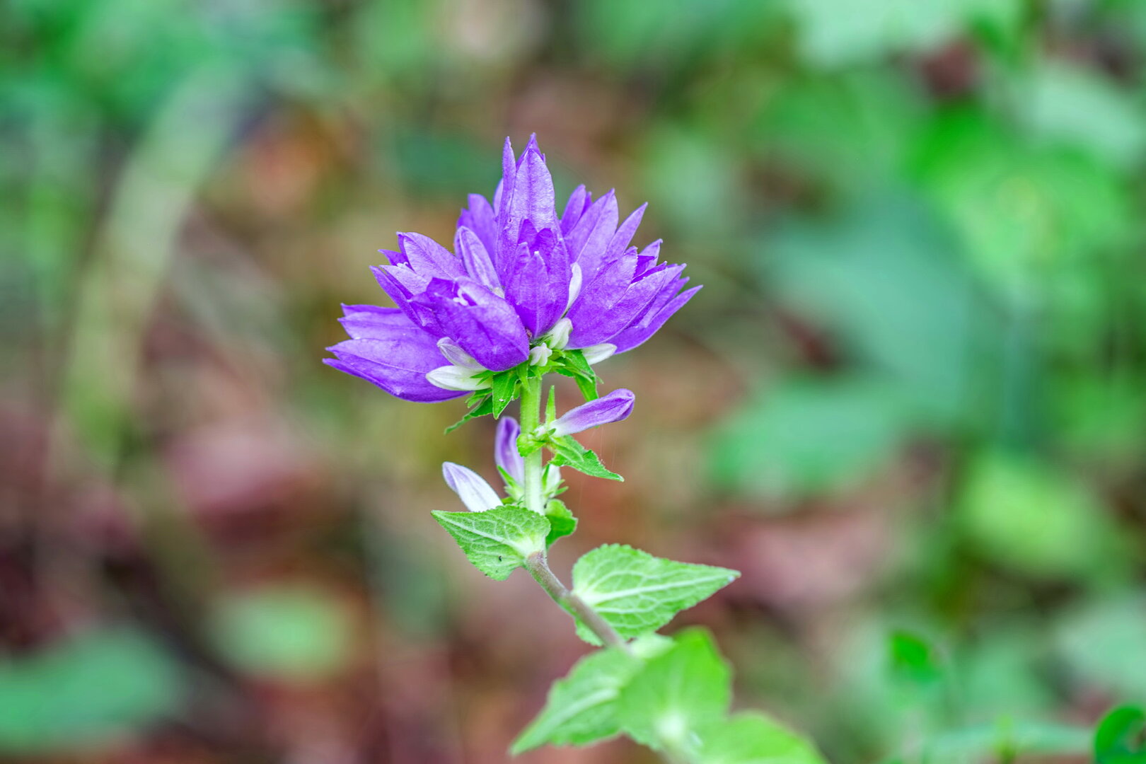 DSCF3159.jpg