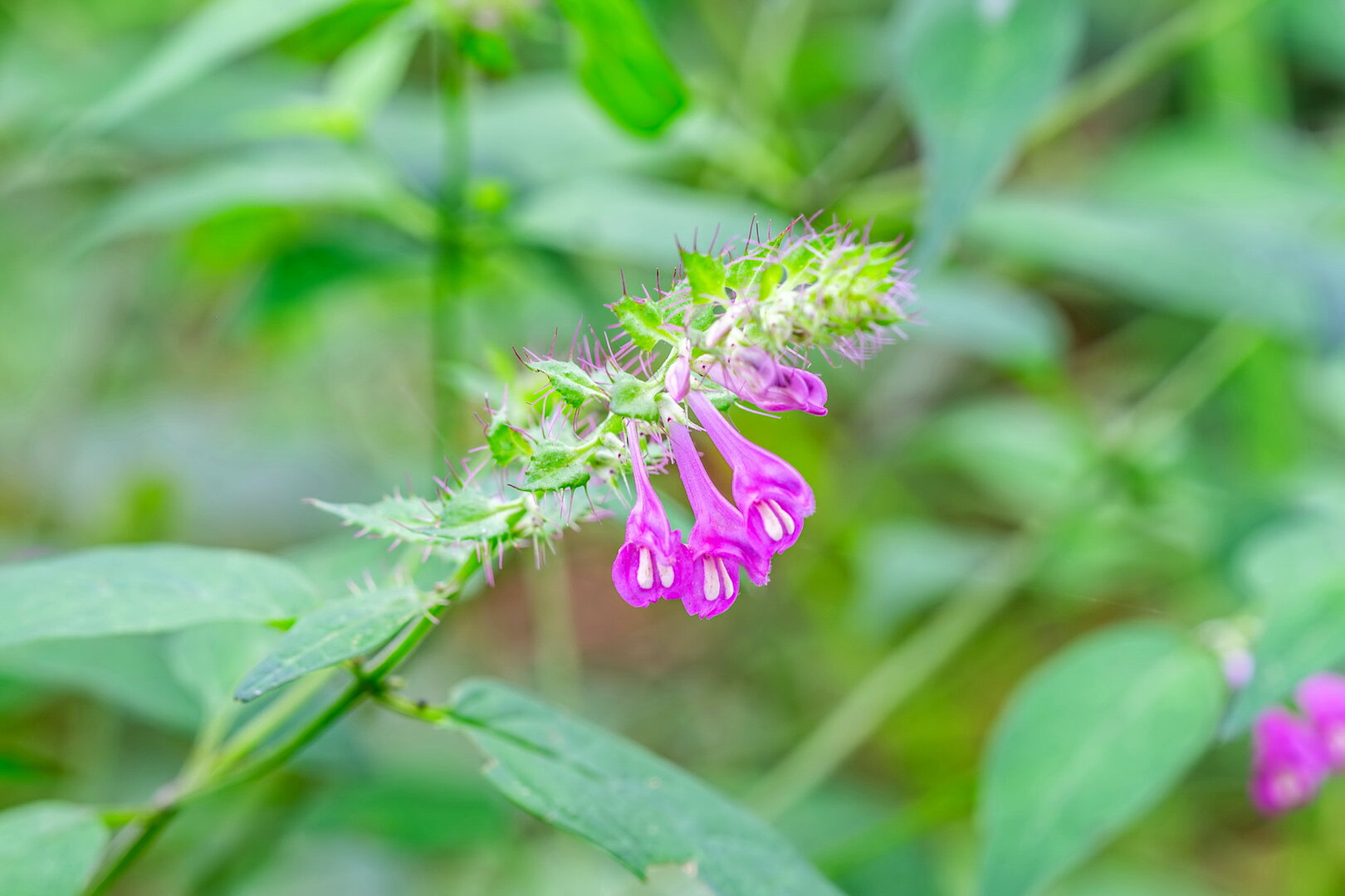DSCF3168.jpg