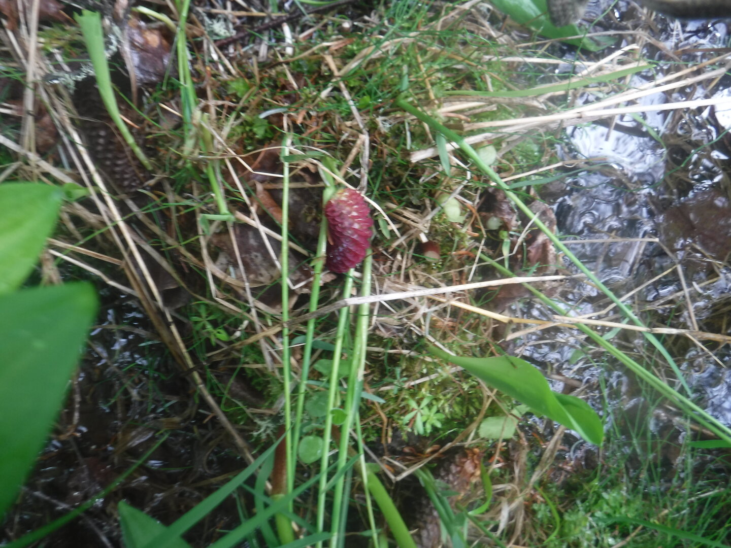 DSCF3174.JPG