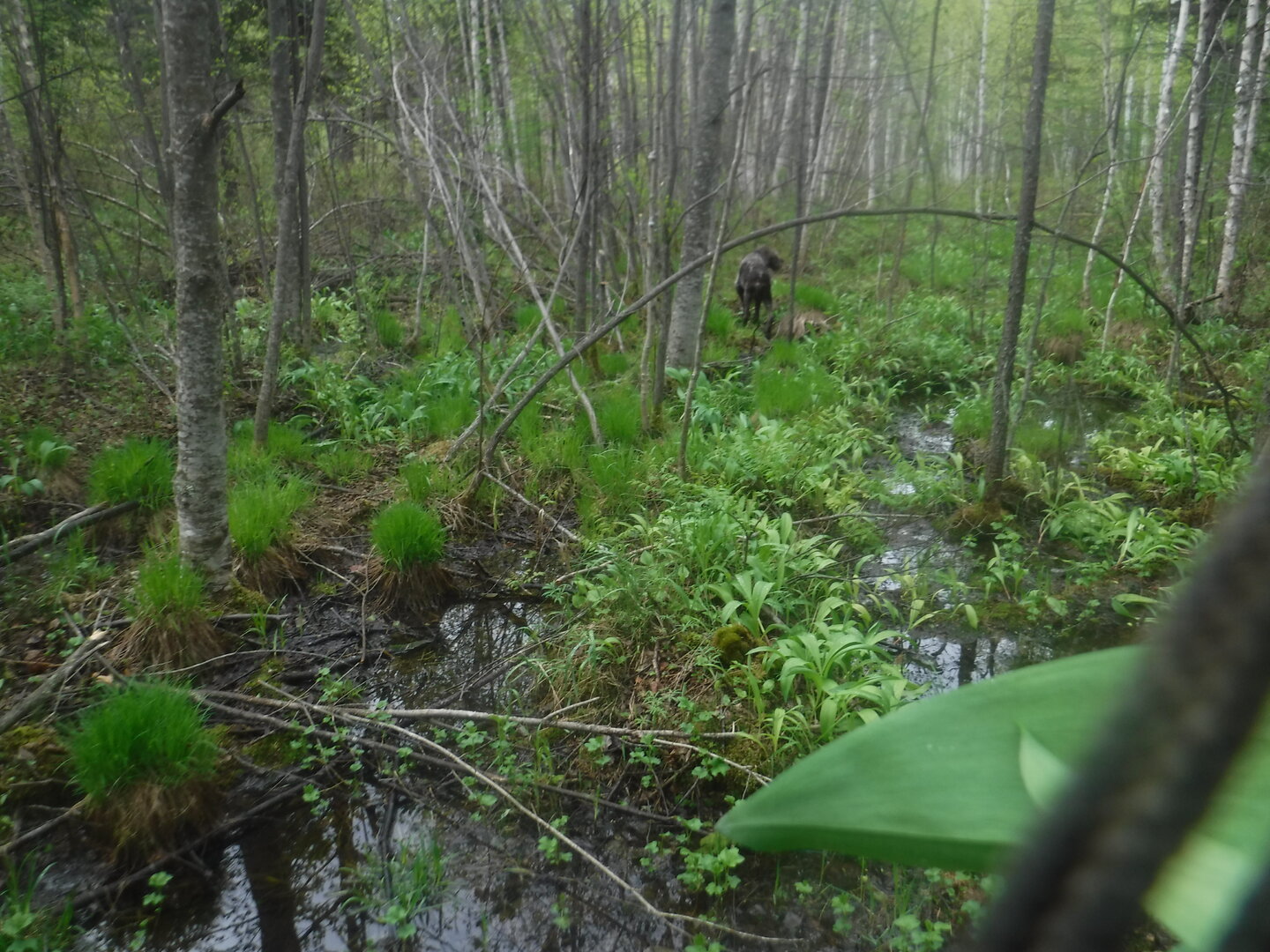 DSCF3176.JPG