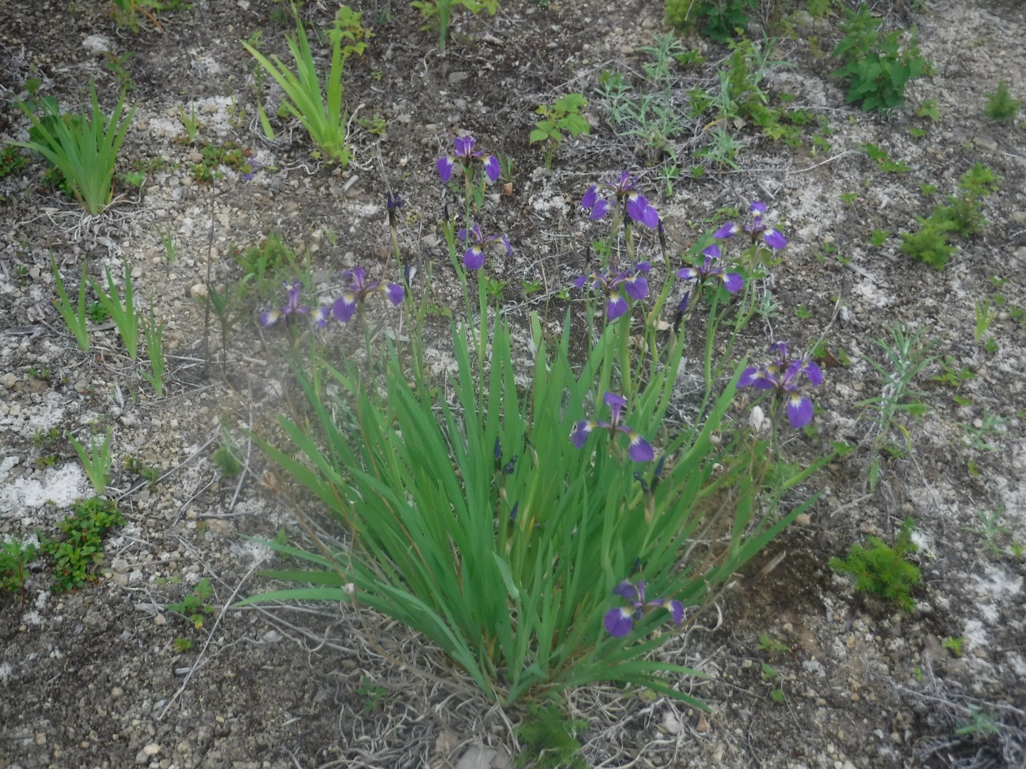 DSCF3186.JPG