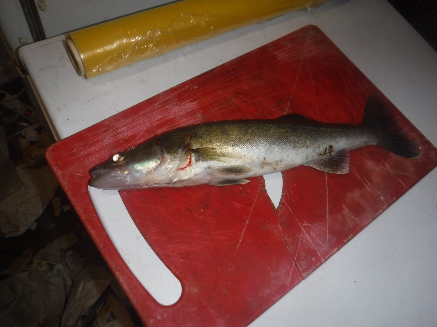DSCF3200.JPG