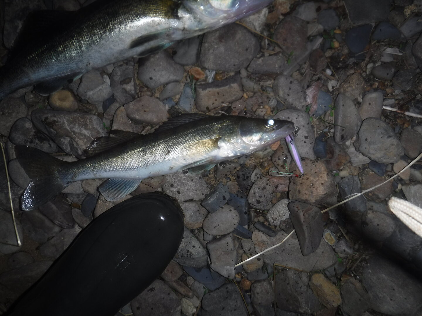 DSCF3207.JPG
