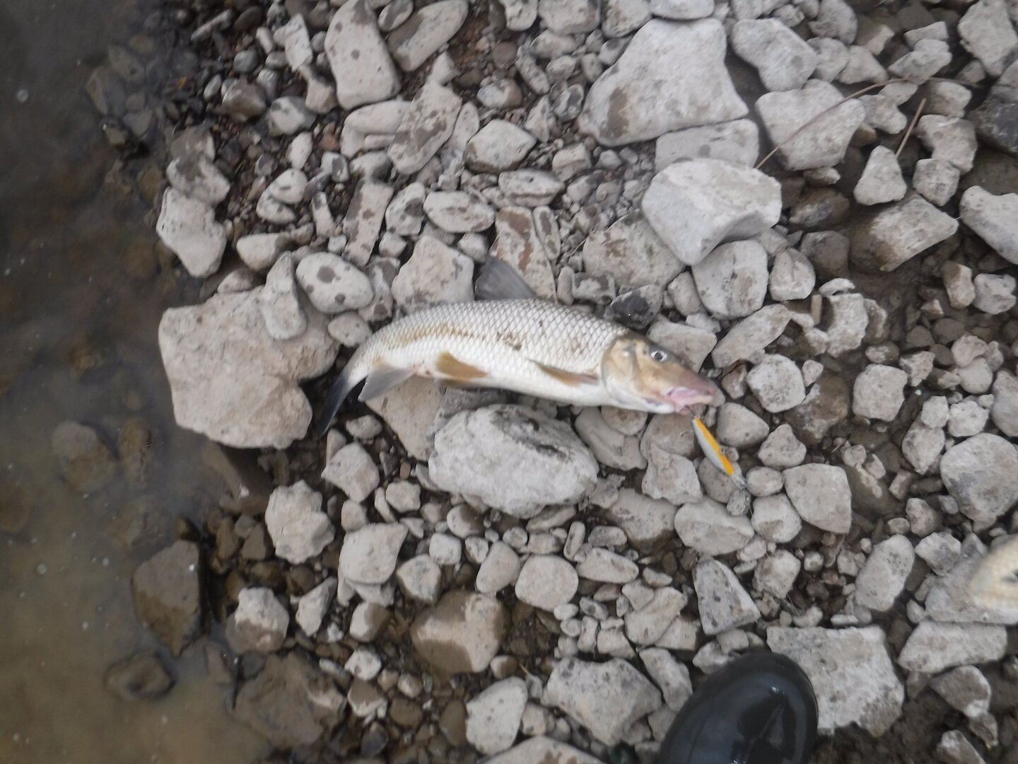 DSCF3227.JPG