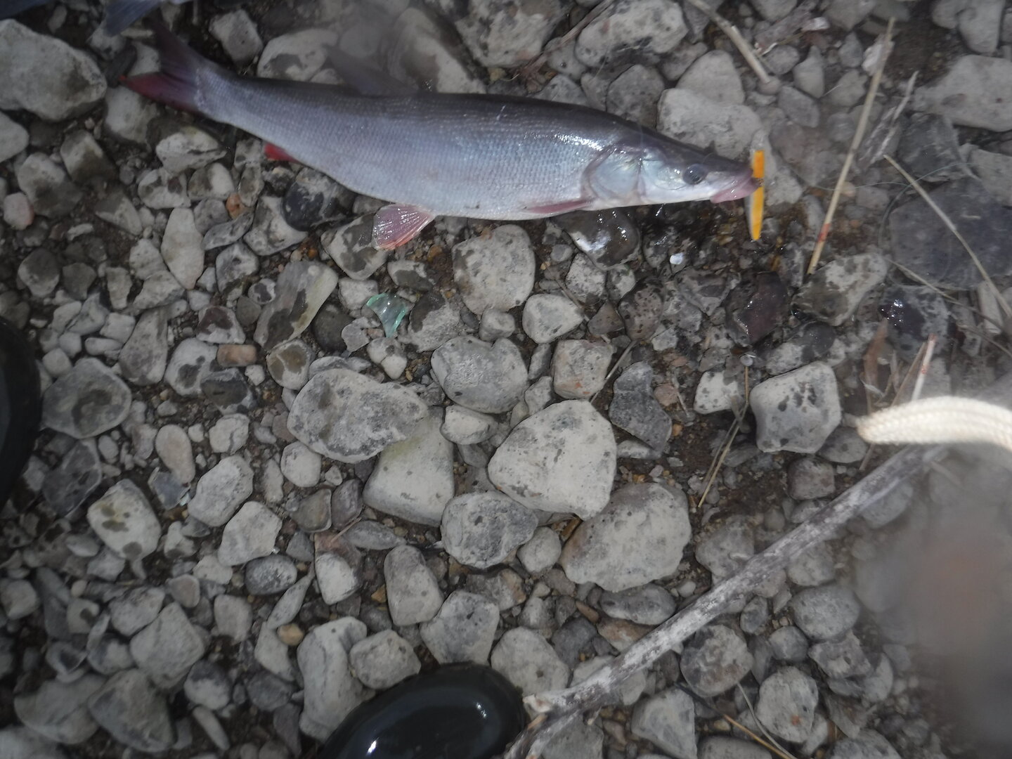 DSCF3228.JPG