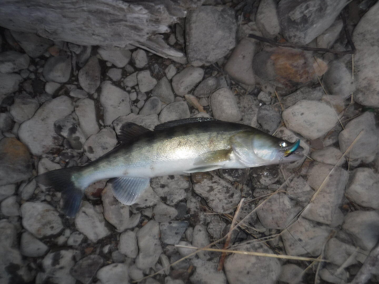 DSCF3278.JPG