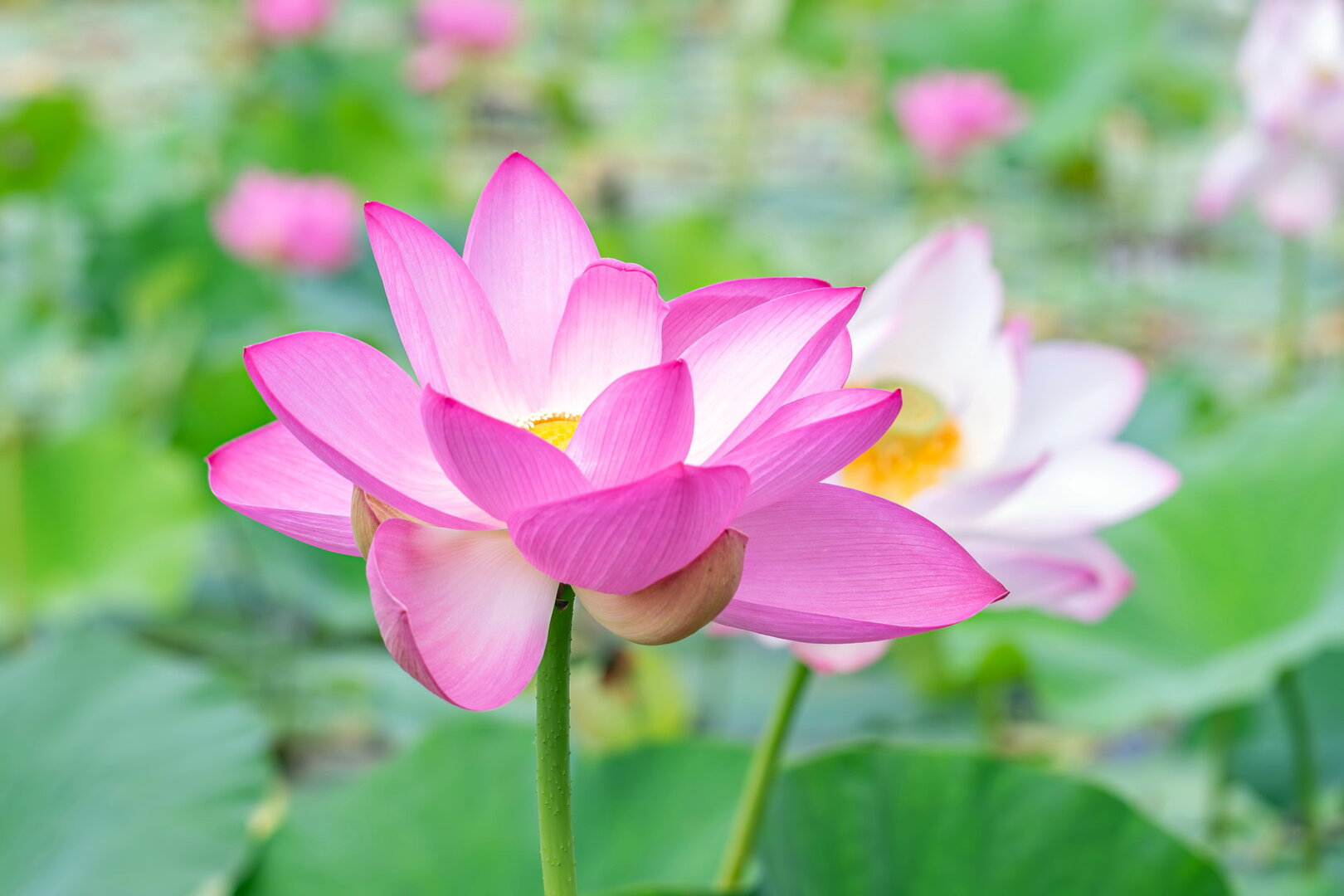 DSCF3280.jpg