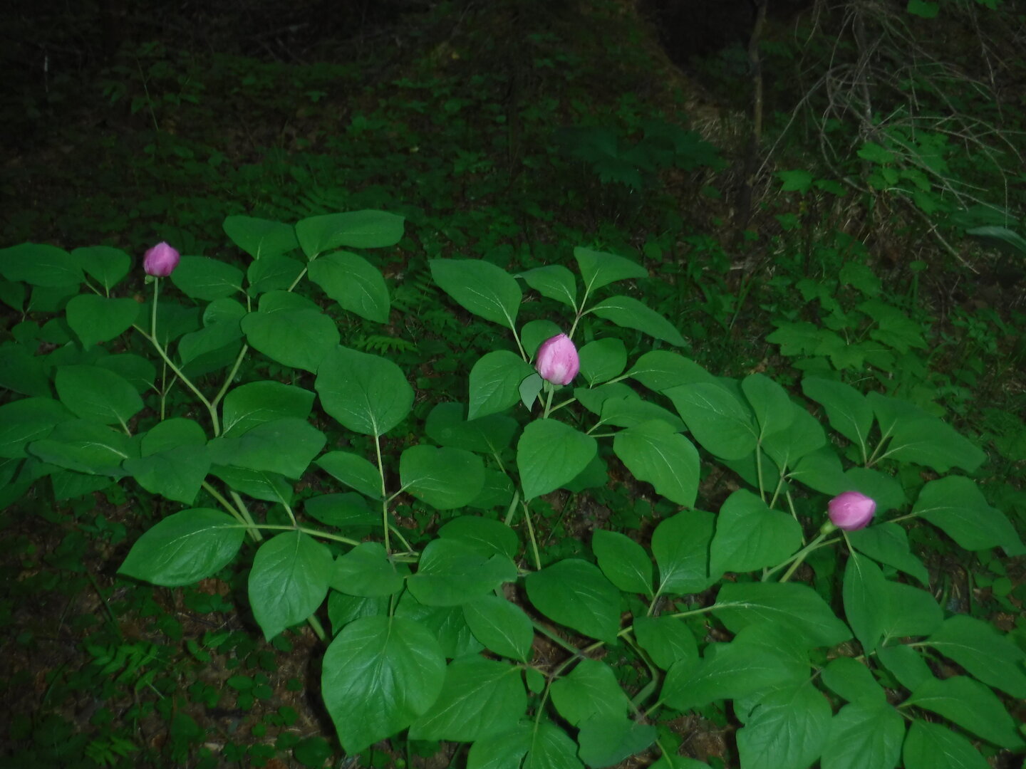 DSCF3289.JPG