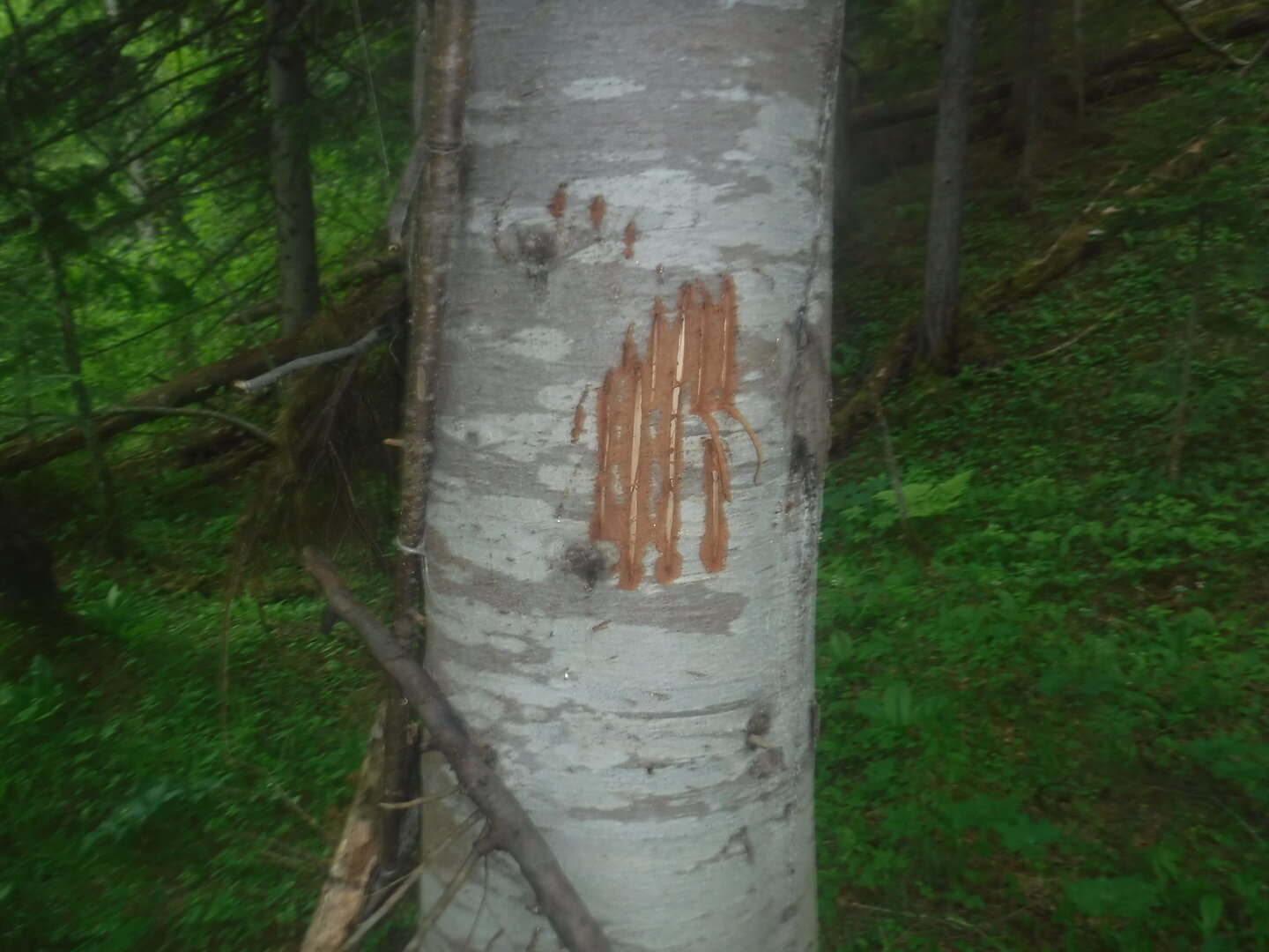 DSCF3295.JPG